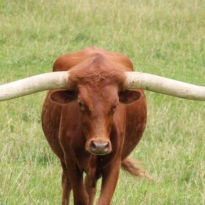 canvas print of original photo from Jim Atkins Photography, lone Texas Longhorn